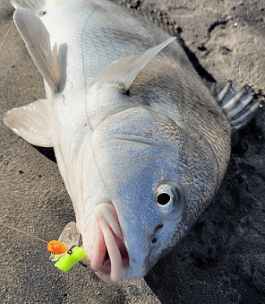 black drum