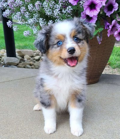 Australian Shepherd Puppies for Sale