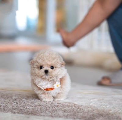 Maltipoo Puppies for Sale