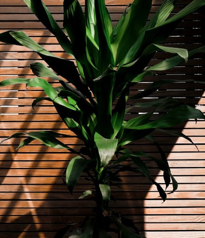 Yucca plant in dappled sunlight