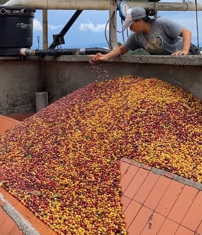 Finca Dopamine Coffee