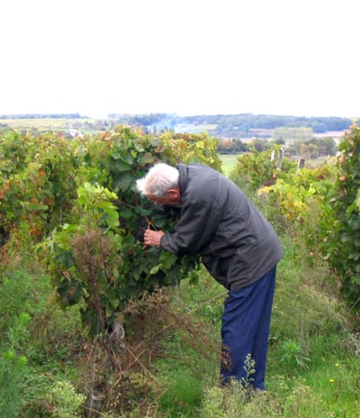 My Dad picking grapes in our familiy vignards in Montaigu Chemellier, France