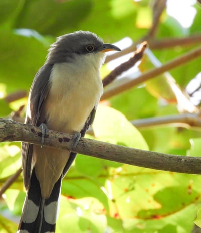 Mangrove Cuckoo, birds in the Bahamas, bird watching in the bahamas