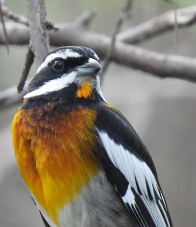 Western Spindalis, birds in the Bahamas, bird watching