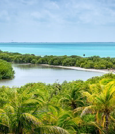 mangrove à Isla Contoy excursion francophone Paseo Tours