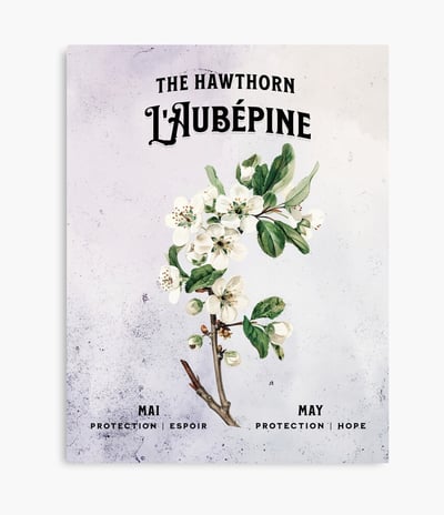 aubepine