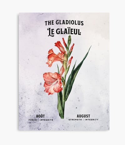 glaieul
