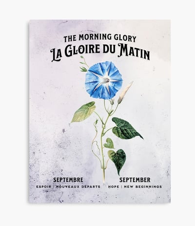 gloire-du-matin