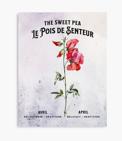 Pois de senteur