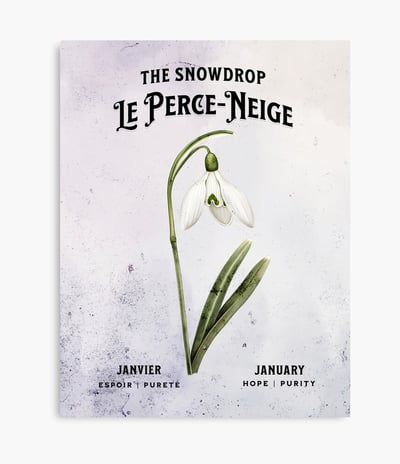perce-neige
