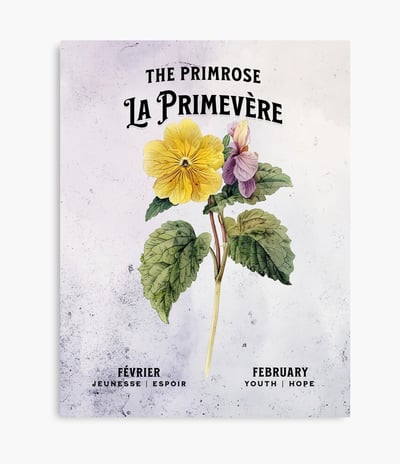 Primevère
