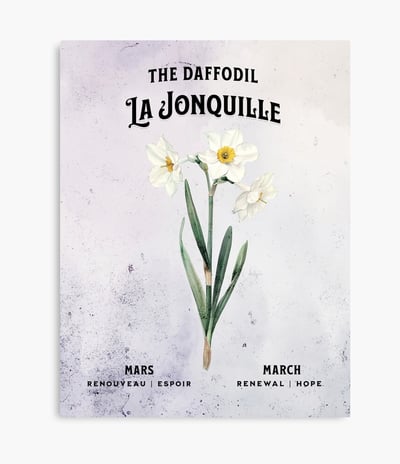 jonquille blanche