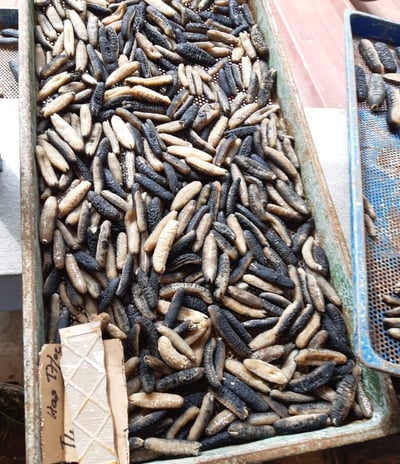 Dried trepangs (Holoturia Scabra) selected by Madopex, Madagascar's leader in seafood exports.