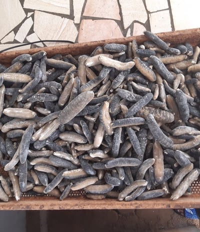 Dried trepangs (Holoturia Scabra) selected by Madopex, Madagascar's leader in seafood exports.