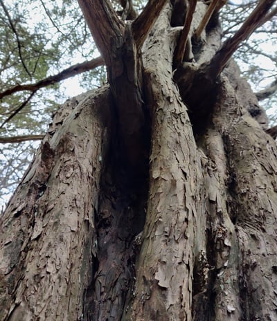 yew tree