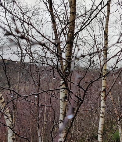 native birch trees in hebden bridge west yorkshire