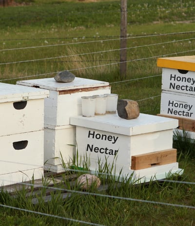 Best Organic Honey In India