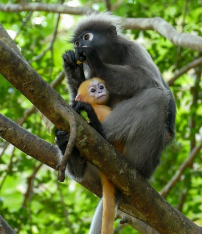 Les Langurs, singes à lunettes, Chumphon