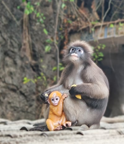 Les Langurs, singes à lunettes, Chumphon