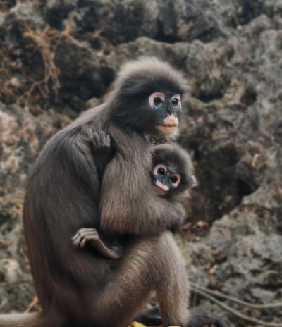 Les Langurs, singes à lunettes, Chumphon