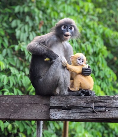 Les Langurs, singes à lunettes, Chumphon