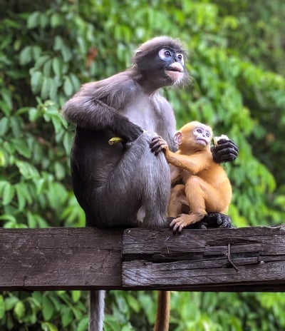 Les Langurs, singes à lunettes, Chumphon