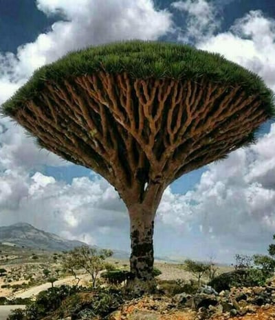 Socotra Guide