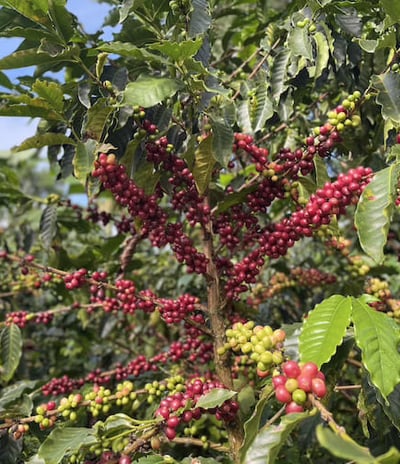Planta de Café Dopamine Coffee