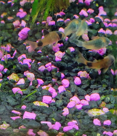 panda cory catfish with Venezuelan Corydoras castfish in aquarium