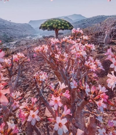 socotra guide