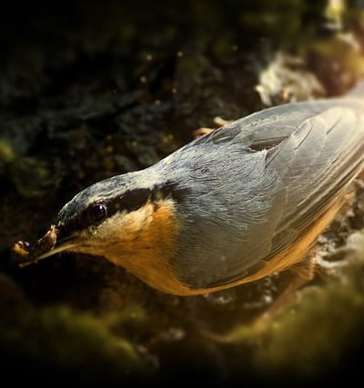 L'oiseau sitelle se nourrissant