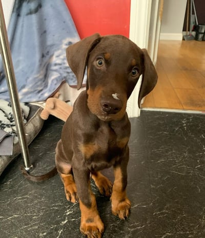 Doberman Puppies for Sale