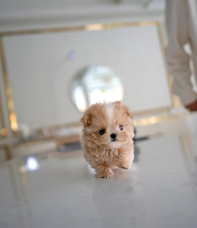 Maltipoo Puppies for Sale