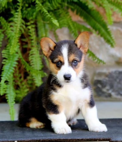 Dogs & Puppies for sale SA - South Africa