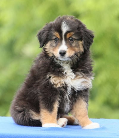Dogs & Puppies for sale SA - South Africa