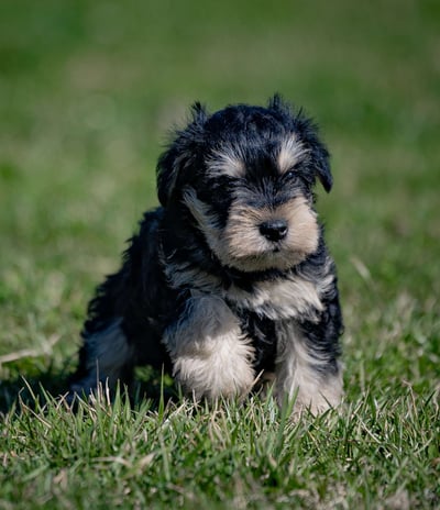 Puppies for Sale