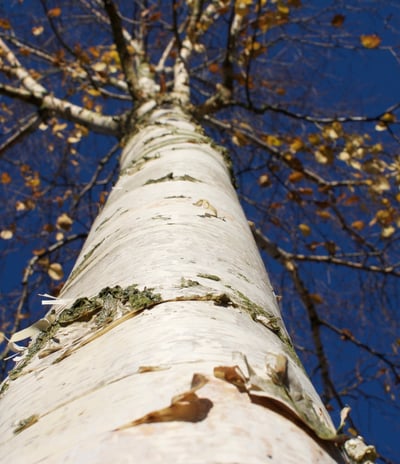a tree trunk reaching high in the sky
