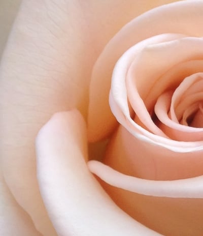 primer plano detalle de una rosa