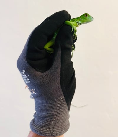 removing invasive iguanas