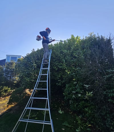 masterton hedge cutting