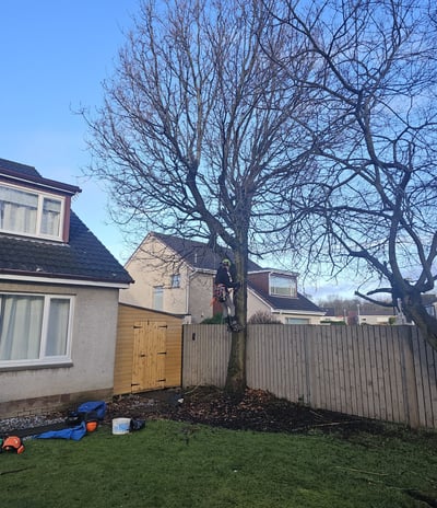 masterton tree surgery