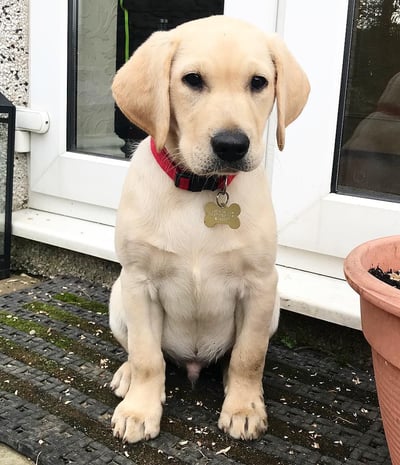 Labrador Retriever Puppies for Sale