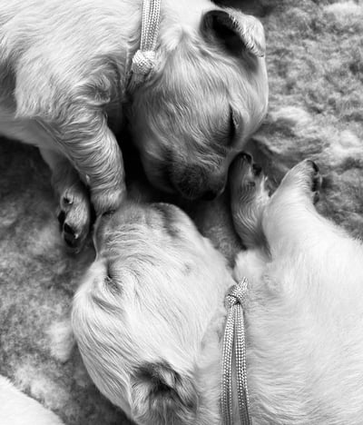bébé chiens qui dorment ensemble