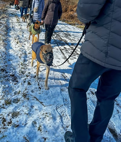 Social Walk & Hundetraining in Düren