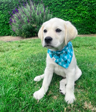 Labrador Retriever Puppies for Sale