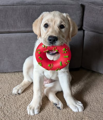 Labrador Retriever Puppies for Sale