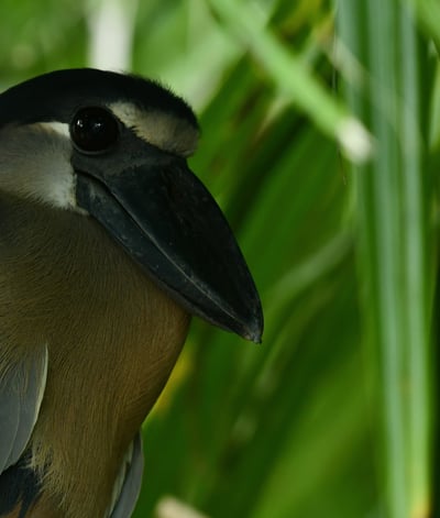 Boat billed Hern in Costa Rica