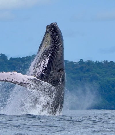 Humpback Whale ,Costa Rica