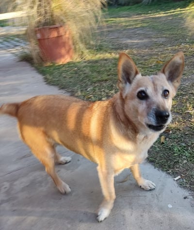 a dog standing on a sidewalk 