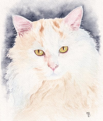 portrait de chat blanc à poils longs